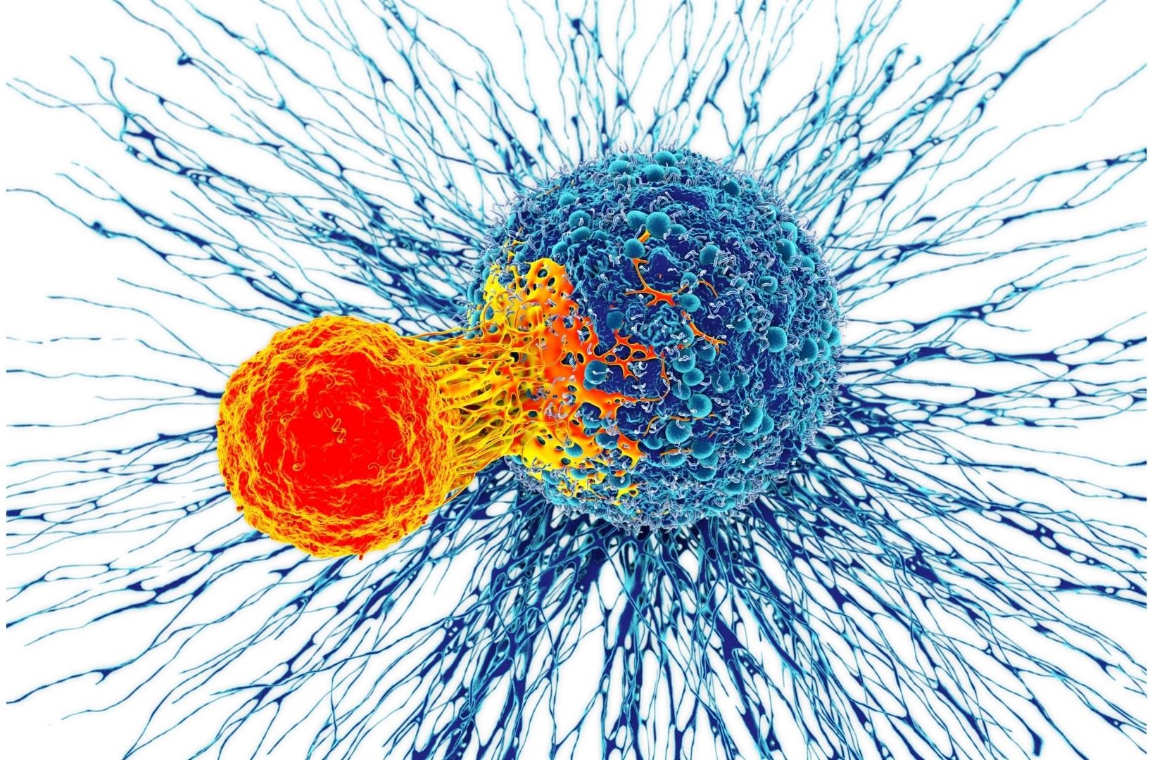 Bağışıklık Sistemini Güçlendirmek